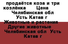 продаётся коза и три козлёнка!!! › Цена ­ 5 000 - Челябинская обл., Усть-Катав г. Животные и растения » Другие животные   . Челябинская обл.,Усть-Катав г.